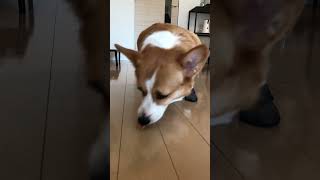 CORGI TRIED BOOTS FOR THE FIRST TIME  CORGI LẦN ĐẦU ĐI BỐT  Its Ben Nguyen [upl. by Judd]