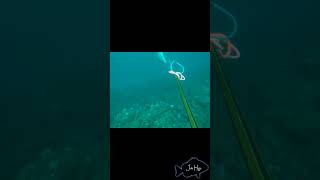 Spearfishing Amberjack in Colombia Stone shot [upl. by Lawrence]