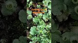 Gemmae develop in Gemma cup liverwort Marchantia shimla [upl. by Eyma53]