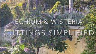 Echium amp Wisteria Cuttings Simplified [upl. by Jemima]