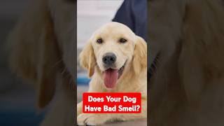 Dog’s Breath Smells Bad Learn What Causes It and How to Treat It doghealth dogclinic dog dogs [upl. by Ahsoek692]