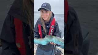 Blue Lingcod 😱 lingcod fishing oceanfishing saltwaterfishing pacificnorthwest fisherwoman [upl. by Heddy362]