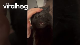 Black Cat Finds Bliss In Head Scratches  ViralHog [upl. by Greer]