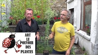 Conseils jardinage Culture et division Helianthus salicifolius Plante vivace [upl. by Neerak]