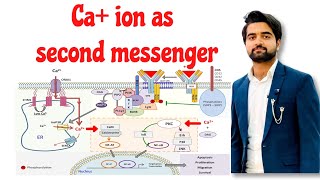 how calcium ions work as second messengercalcium ions as second messenger what is second messenger [upl. by Niala582]