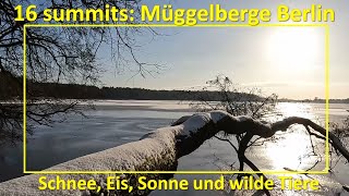 Wilde Tiere im Schnee auf den Müggelbergen Berlin 16summits wandern gipfel outdoors [upl. by Acceber]