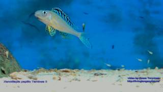 Xenotilapia papilio Tembwe II with fry [upl. by Leyameg]