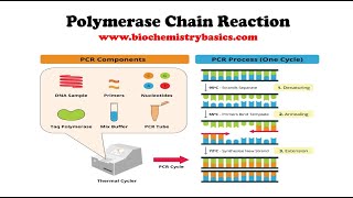 Introduction to PCR  Steps and Applications of Polymerase Chain Reaction PCR [upl. by Nwavahs]