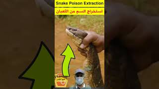 Extracting Snake Venom The Primitive Way مصل الثعبان بالطريقة البدائية [upl. by Armelda]