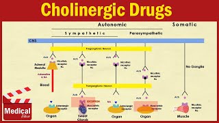 Pharmacology ANS 2  Cholinergic Drugs  Agonists and Antagonists [upl. by Verity]