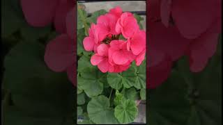 youtubeshortgeranium plantgeranium flowerwinterflower yimmyyimmy songshreyaghoshal [upl. by Une567]