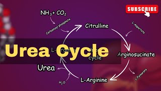 Urea cycle Explained Urea cycle biochemistry  conversion of Ammonia into Urea [upl. by Mcclees]