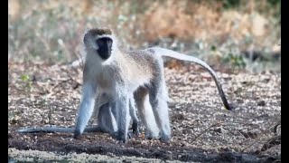 Vervet Family close ups [upl. by Aelem100]