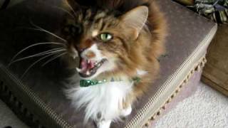 Max the Maine Coon Cat sings [upl. by Ashlin393]