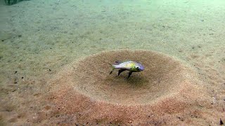 Lake Tanganyika habitat off Aulonocranus dewindti amp Callochromis macrops [upl. by Merrily]