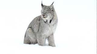 Canada lynx and her kitten [upl. by Leiuqeze]