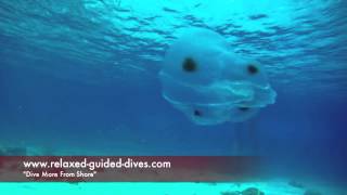 Spot winged comb jelly [upl. by Bernt908]