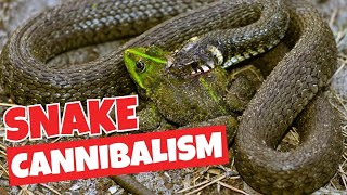 How Snake Cannibalism Works And Its Significance For The Animal Kingdom [upl. by Neelac]