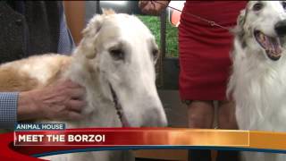 Meet the Borzoi [upl. by Thornburg]