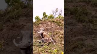 leopard vs Warthog  cheetah and boar animals shorts wildlife [upl. by Lihp]