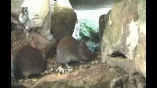 Voles feeding and fighting [upl. by Sontich]