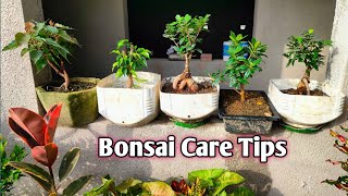 Best bonsai plants Ginseng ficus bonsai Ginseng ficus bonsai care tips Gardening care tips [upl. by Kahler137]