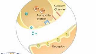 Neurotransmitter Criteria [upl. by Cully]