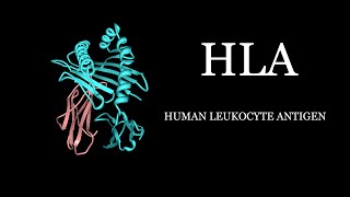 HLA  Human Leukocyte Antigen Simplified [upl. by Ayiram]