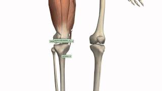 Muscles of the Thigh Part 1  Anterior Compartment  Anatomy Tutorial [upl. by Elleda]