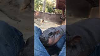 Cute baby hippo playing with the trainer hippo babyhippo animals [upl. by Tnerb]