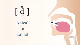 d̼̎  voiced apical labial tensed stop [upl. by Adekahs59]