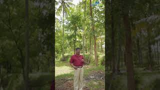 Valuable trees as intercrop in coconut farm [upl. by Yaakov714]