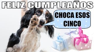 MEME Cumpleaños Perros [upl. by Mackay638]