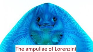 “Biomimicry” sharks sixth Sense  The Ampullae of Lorenzinielectroreceptors [upl. by Axia]