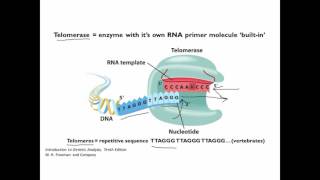 End Replication [upl. by Chaudoin]