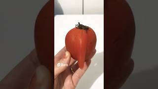 TOMATE ESTRANHO shorts [upl. by Huntington]