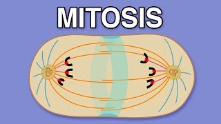 MITOSIS CYTOKINESIS AND THE CELL CYCLE [upl. by Ronda]