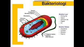 BAKTERIOLOGI  Morfologi dan Perkembangbiakan Bakteri Part 1 [upl. by Ppilihp]