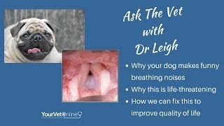 Brachycephalic Dogs Why Your Dog Cant Breathe And How Vets Fix It [upl. by Bornie656]