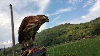 hunting emprit dengan alapalap Accipiter virgatusbesra sparowhawk [upl. by Aljan]