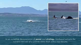 Killer Whale vs White Shark New Study Reveals Astonishing Predation Tactics [upl. by Igal840]