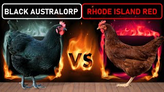 Black Australorp vs Rhode Island Red  Two Best DualPurpose Chicken Breeds for Free Range Farming [upl. by Luci352]