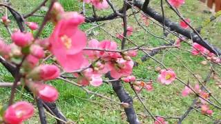 Membrillero japonés 🇯🇵 Chaenomeles speciosa [upl. by Rolph]