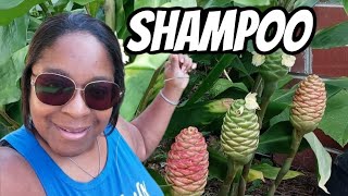 Growing Shampoo Ginger Awapuhi VLOG  Growing  Benefits  Harvest [upl. by Ihdin]