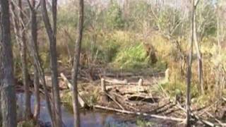 Beavers and Beaver Dam Removal 2011 Part A [upl. by Aihsined]