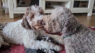 Lagotto Romagnolo [upl. by Mcgregor]