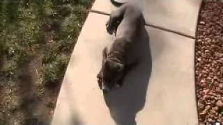 Blue Nose Pitbull 14 weeks trained with ecollar [upl. by Deirdra]