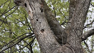 Northern Flicker YellowShafted Nesting  Adult Female and Juveline Apr132024 [upl. by Ahsiuqat963]