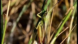 Chorthippus parallelus erythropus calling song [upl. by Aihsemot341]