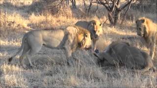 four young male lions kill Lioness [upl. by Rebma]